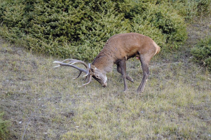 Un''arena molto contesa